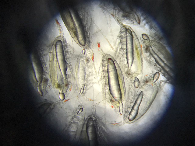  Zooplankton, such as these copepods (literally 'oar feet'), represent a crucial link between microscopic marine algae and fish in marine food chains.