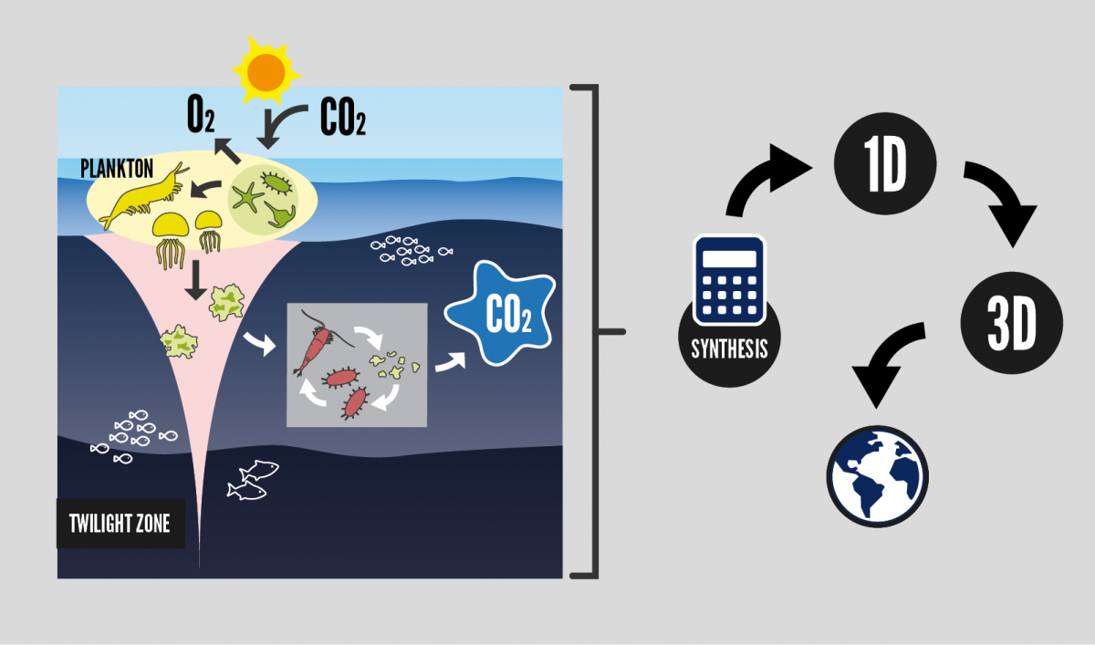 Illustration showing how carbon is transported into the ocean